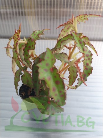 Begonia Amphioxos mini